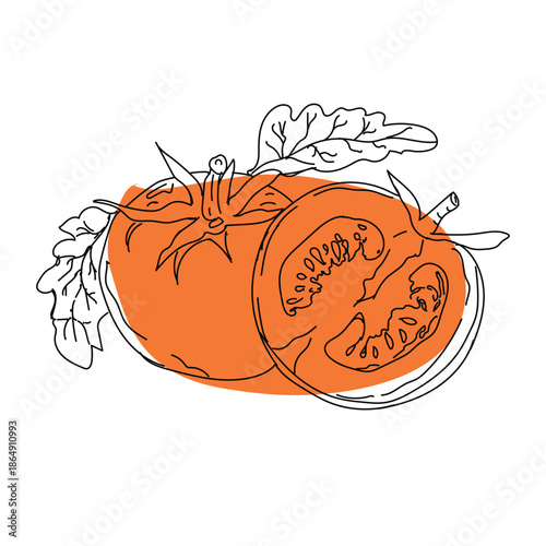 Outline drawing of tomato slices, outline drawing of slices of tomato, vector design, vector tomato line art with orange brush color, hand-painting design set, EPS format, outline drawing for tomato 