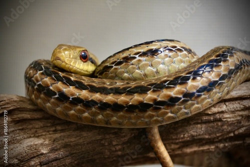 シマヘビ, Elaphe quadrivirgata, Japanese four-lined ratsnake