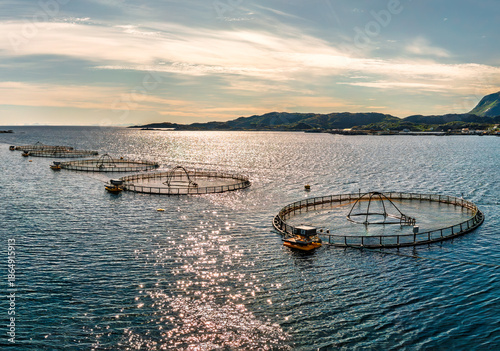 Wallpaper Mural Farm salmon fishing in Norway. Norway is the biggest producer of farmed salmon in the world. Torontodigital.ca