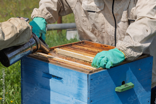 Beekeeper wearing a protective suit tending to beehives ensuring the well-being of the bees. Honey bees flying into wooden beehives.