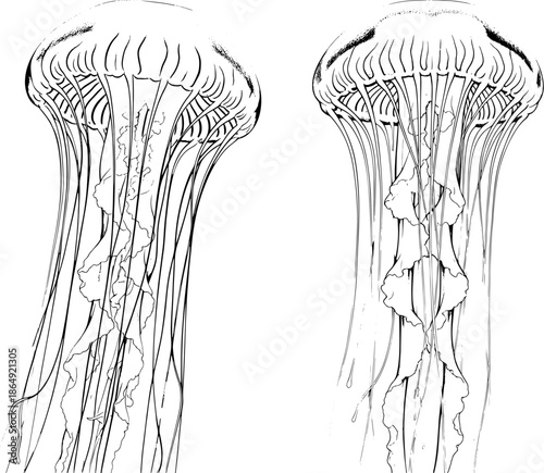 Detailed marine life illustration of floating jellyfish with long tentacles line art for ocean themes