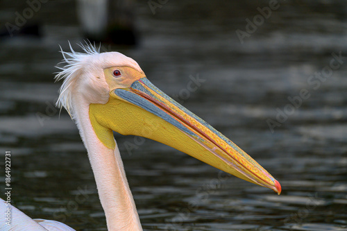 pelican