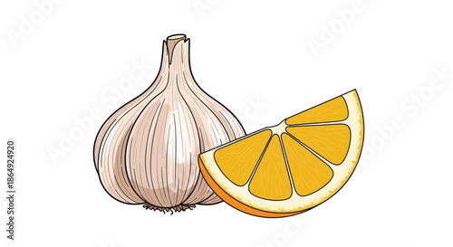 whole bulb of garlic and a single slice of fresh orange are depicted in a detailed vector illustration for immune boosting food concepts.