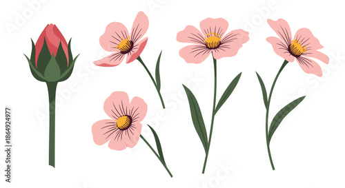 set of pink cosmos flowers and a single rose bud are shown with green stems and leaves in a delicate botanical vector illustration.