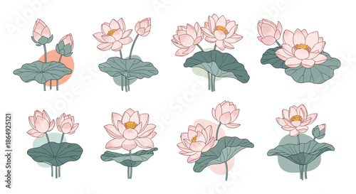 Comprehensive set of pink lotus flower illustrations in different stages of bloom with green leaves and buds.