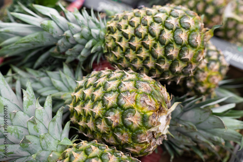  Unripe green pineapples with spiky exteriors and leafy crowns . Close up view .