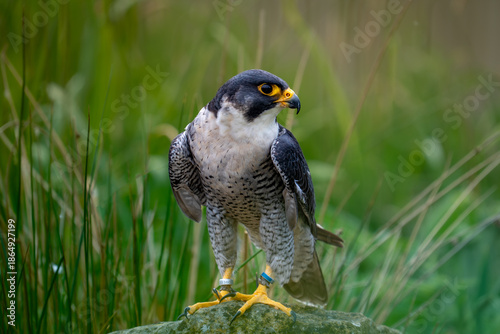 Obraz na płótnie peregrine falcon perched on a rock falconry