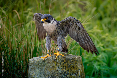 peregrine falcon perched on a rock falconry