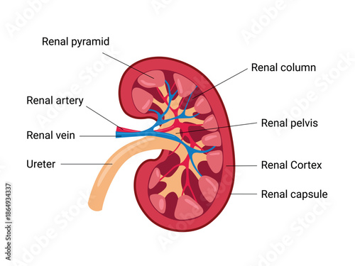 Human Kidney anatomy. Vector medical illustration
