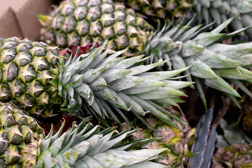  Unripe green pineapples with spiky exteriors and leafy crowns . Close up. Determining the ripeness of pineapple concept