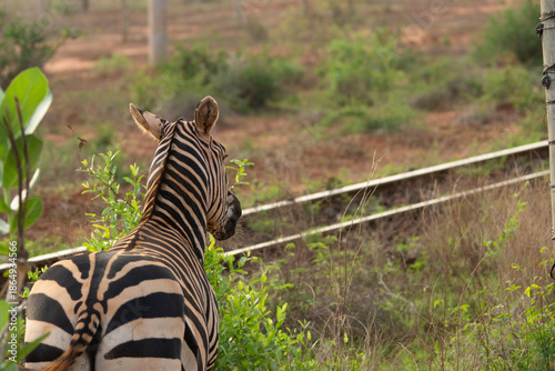 Photos Zebra rear view near bushes with railway tracks in background, Kenya, Africa