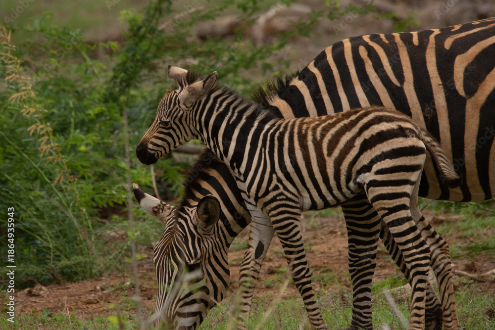 Obraz premium Mother zebra feeding with baby zebra beside her, Kenya, Africa