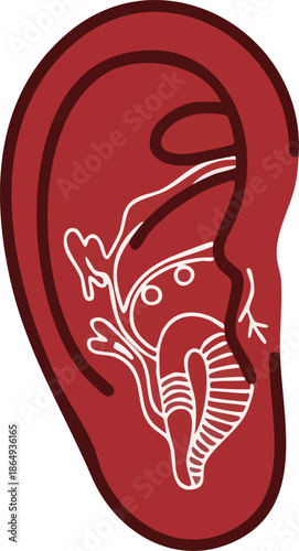 Simplified diagram of human ear anatomy showing inner structures