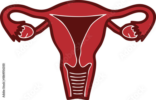 Stylized illustration of the female human uterus and reproductive organs.