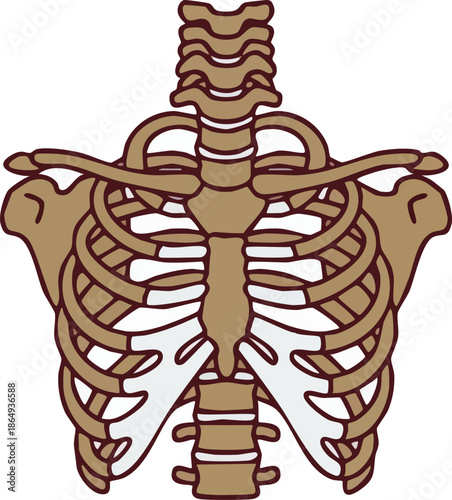 Human Rib Cage Anatomy Illustration Diagram Graphic