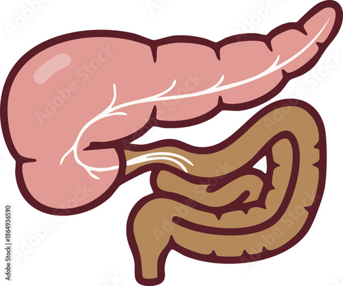 Human Pancreas and Small Intestine Anatomy Medical Diagram