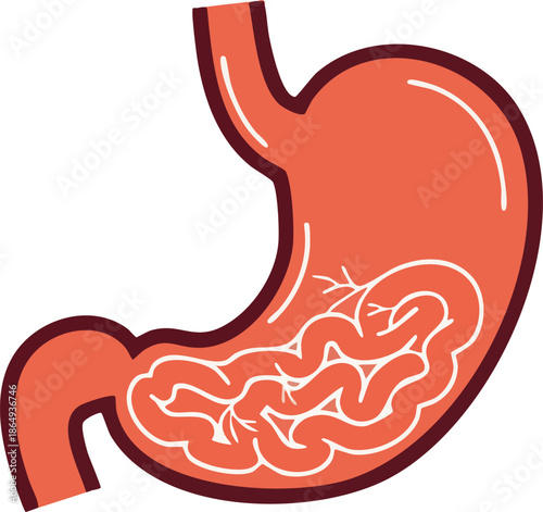 Human stomach and small intestine anatomical illustration