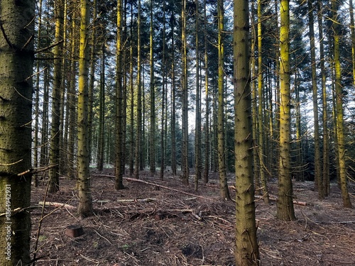 Dense straight conifer trunks in a quiet forest, evening sunlight on mossy bark and dry brown forest floor with branches and stumps.