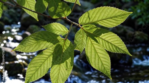 Close-up of plants and green leaves by the stream in the sun Leaves and stream in the sun