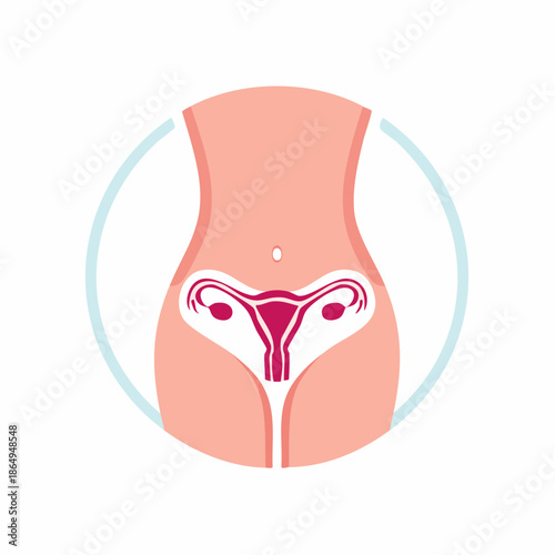 Female reproductive system anatomical illustration with uterus ovaries and fallopian tubes depicted in simplified diagram form