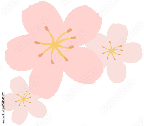 pink cherry blossom