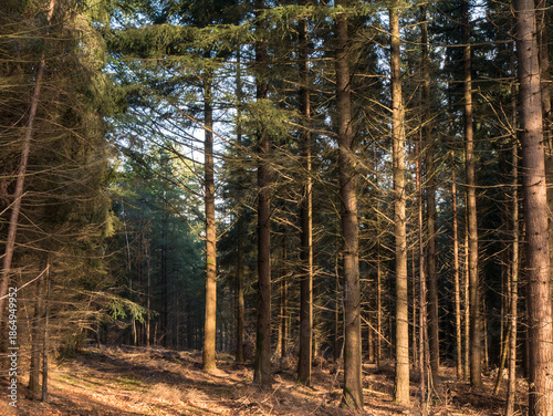 Tall spruce trees bathed in golden sunlight within dense forest, brown leaf-strewn ground creating warm woodland atmosphere.