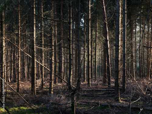 Dense pine forest interior with tall straight trunks, golden sunlight shafts piercing through canopy onto mossy brown forest floor.