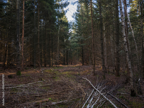 Dense pine forest interior with tall straight trunks, golden sunlight shafts piercing through canopy onto mossy brown forest floor.