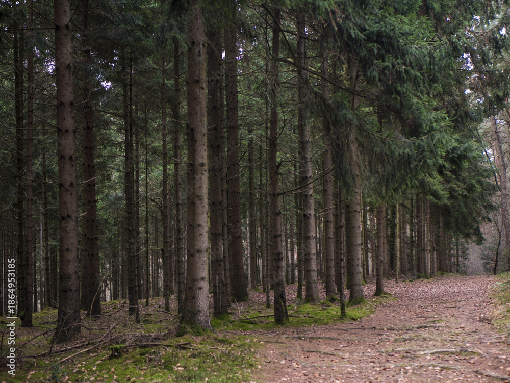 Fototapeta premium Dense pine forest interior with tall straight trunks, golden sunlight shafts piercing through canopy onto mossy brown forest floor.