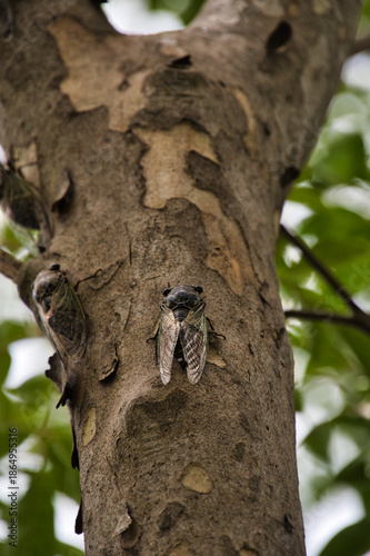 A closeup a black cicada sitting on the branch.  Nagasaki Japan
