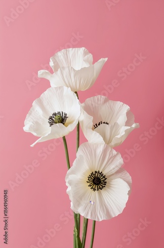 White Flowers With Green Centers on a Pink Background During Daylight Hours