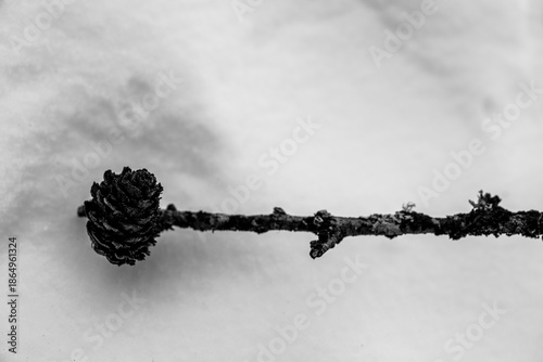 pine fruit on snow white background