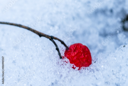 red berries in snow