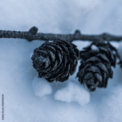 pine fruit on snow white background