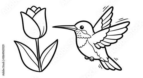 Hummingbird Feeding Outline