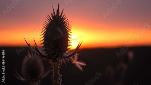 Silhouette of a thistle plant against a sunset sky