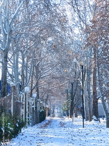 Winter in the park