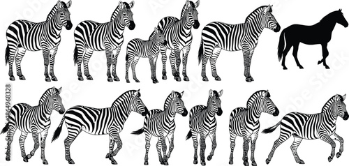 Zebra Vector Illustration Set with Multiple Walking Standing and Side View Poses Isolated on White Background