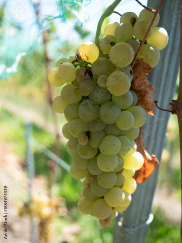bunch of grapes