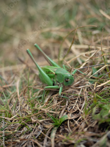 cricket on a leaf