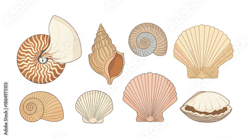 A diverse assortment of natural seashells in various shapes and sizes, showcasing the beauty and variety of marine life.