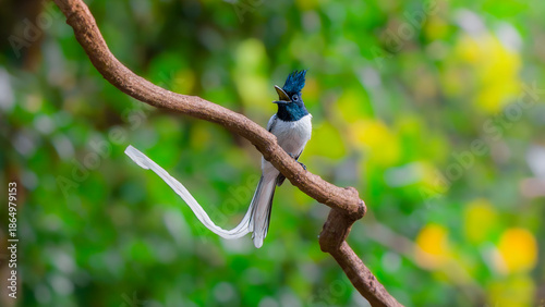 Photography Paradise Flycatcher