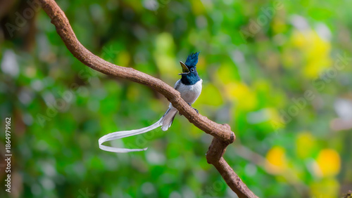 Photography Paradise Flycatcher