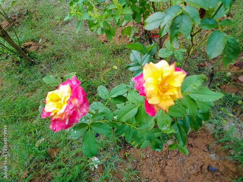 Floral Harmony: Showcasing the beauty of a vibrant rose bush with striking blooms, petals unfurling in a display of color and delicacy, creating a visually stunning natural display.