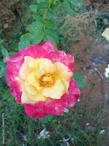 Colorful Rose: A close-up view of a vibrant rose, showcasing its intricate petals in shades of pink and yellow, its beauty enhanced by fresh, dewy raindrops. 