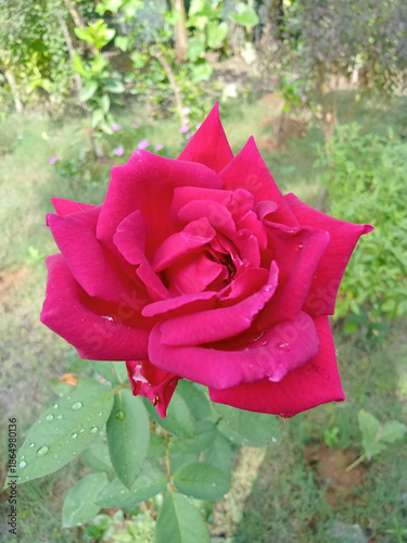Crimson Rose in Garden: A radiant crimson rose, with velvety petals, flourishes in a vibrant garden setting, symbolizing love and beauty. 