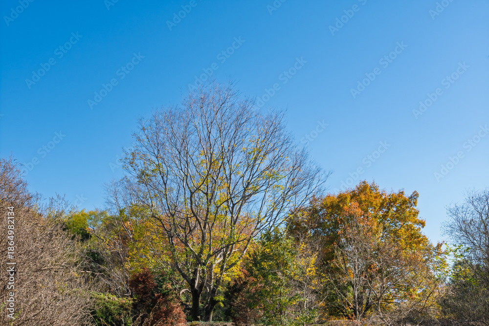 Obraz premium 青空に映える紅葉した木々 秋の終わりの森の景色