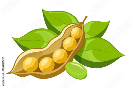 vector illustration of an soybeans
