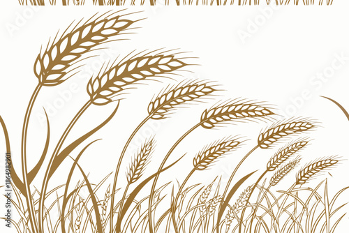 wheat ears isolated on white background