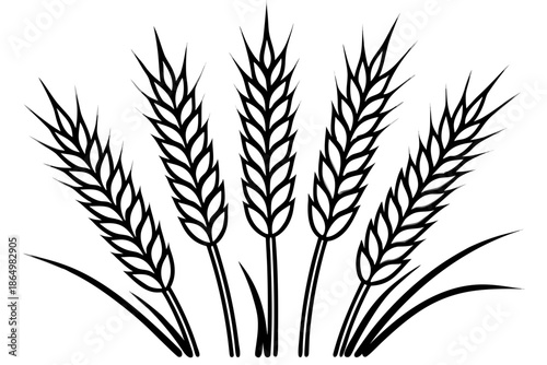 Ears of wheat vector illustration
